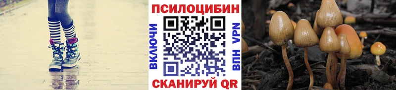 Галлюциногенные грибы Psilocybe Зуевка